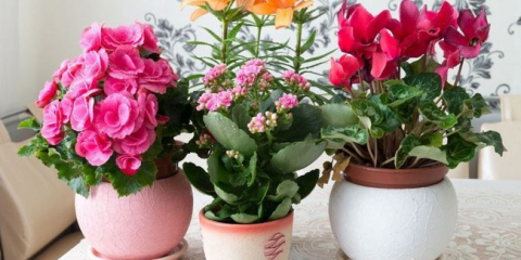 Lunární kalendář pokojových rostlin na listopad 2022